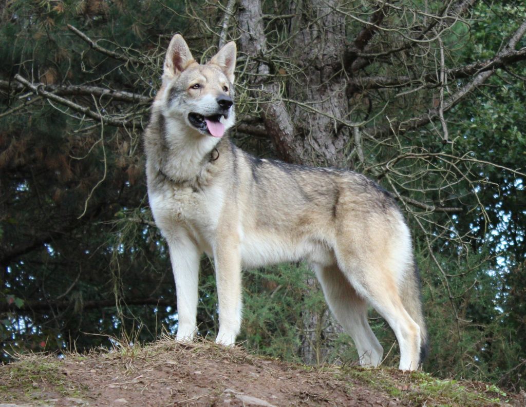CH. Logan wolf dit lerkhan De Luna Canis Lupus