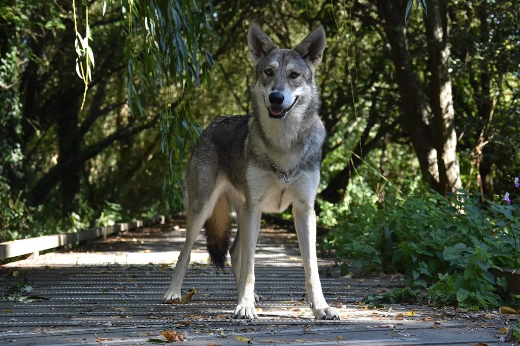 Oracle De Luna Canis Lupus