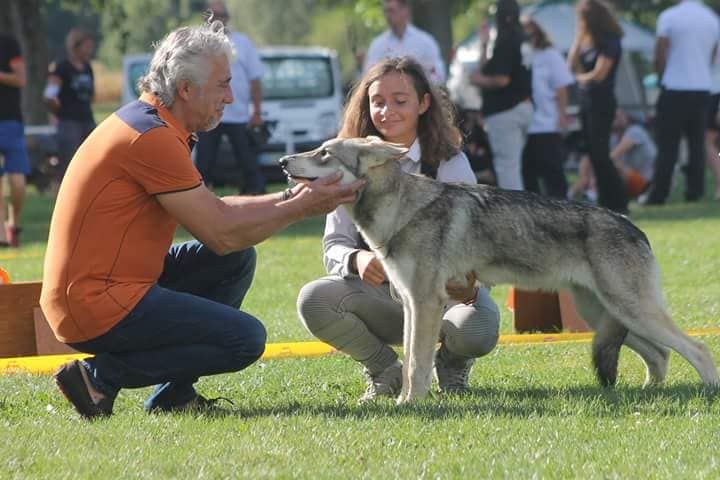 Oracle De Luna Canis Lupus