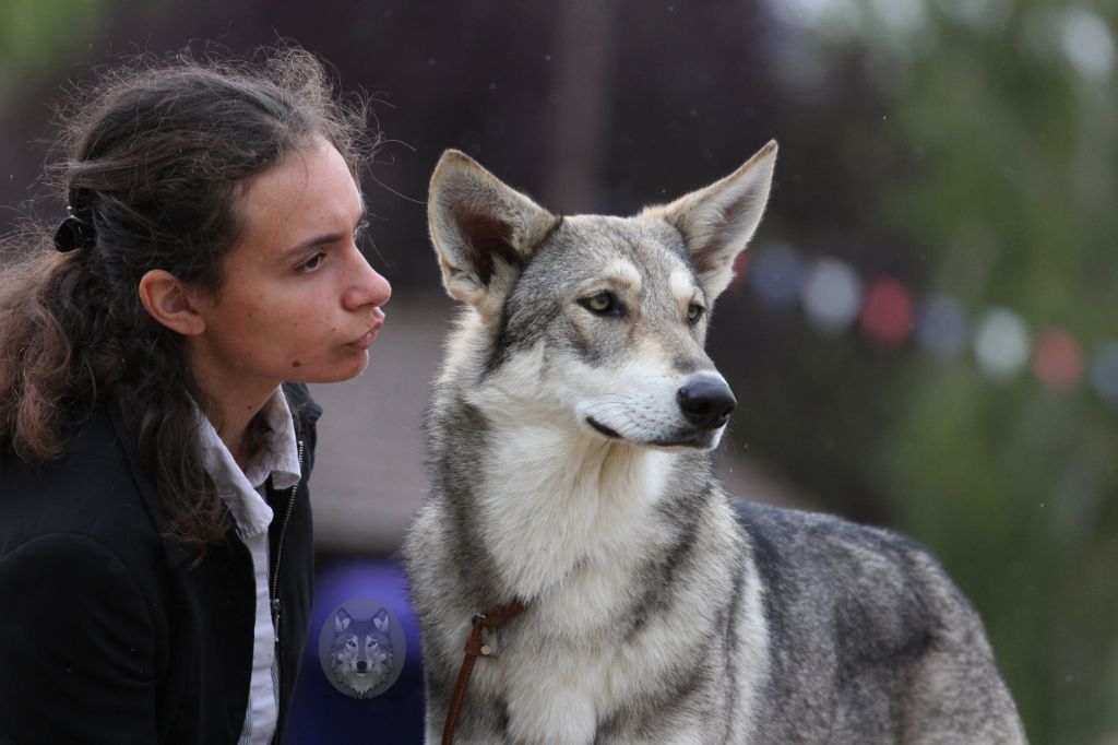 Oracle De Luna Canis Lupus