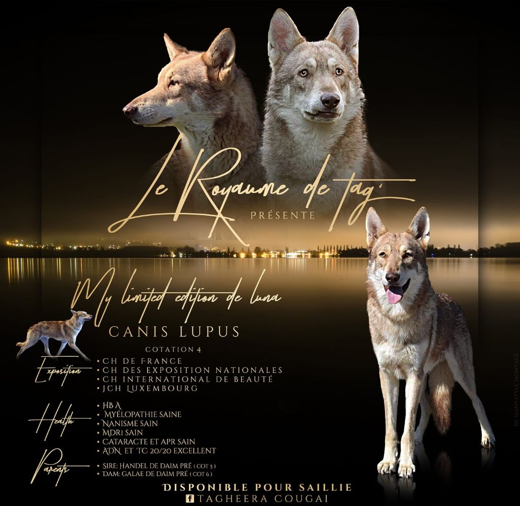 CH. My limited edition dit maïky De Luna Canis Lupus