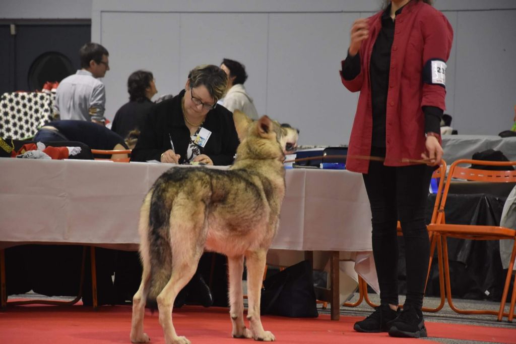 Oracle De Luna Canis Lupus