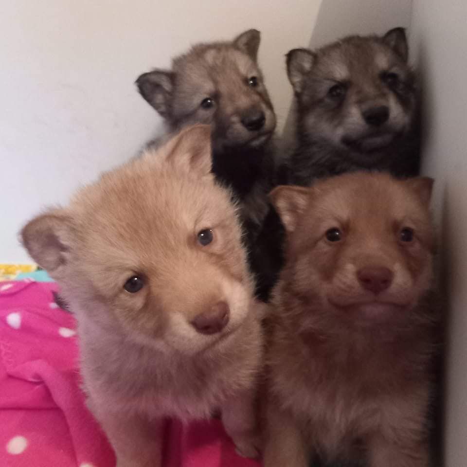 chiot Chien-loup de Saarloos Du Royaume De Tag