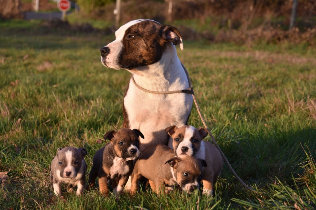 Du Royaume De Tag - American Staffordshire Terrier - Portée née le 01/12/2018