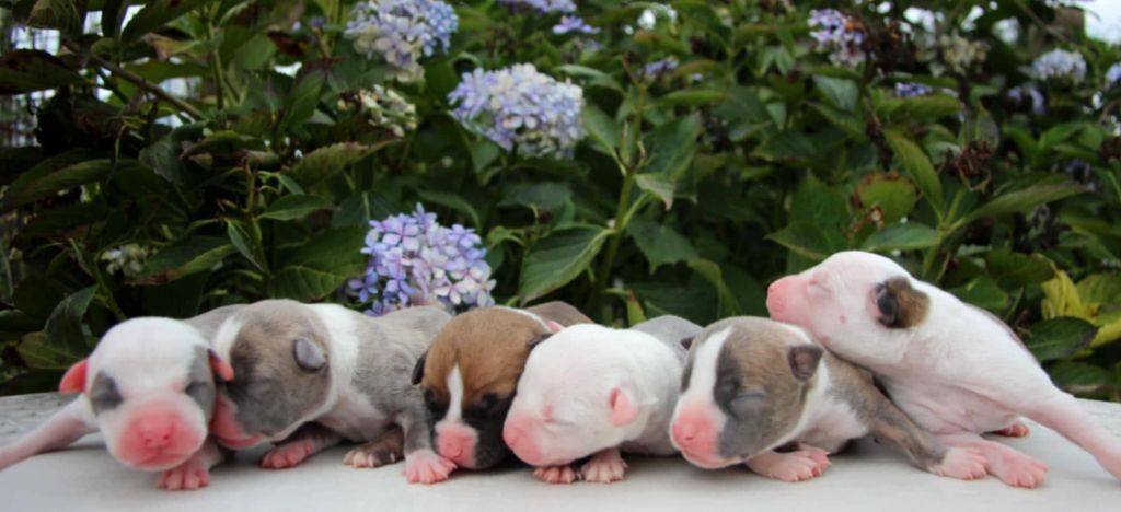 naissance des chiots de San-sha et de Kiss kiss