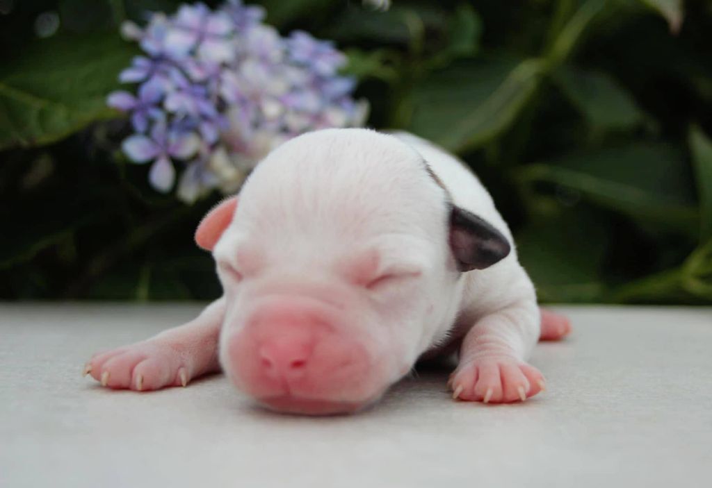 Du Royaume De Tag - Chiots disponibles - American Staffordshire Terrier