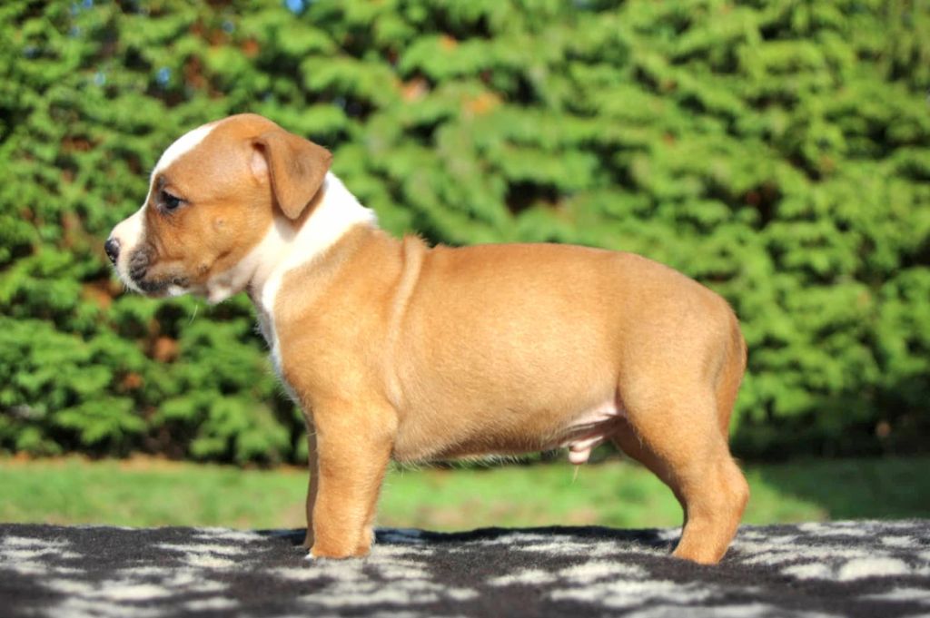 Du Royaume De Tag - Chiots disponibles - American Staffordshire Terrier