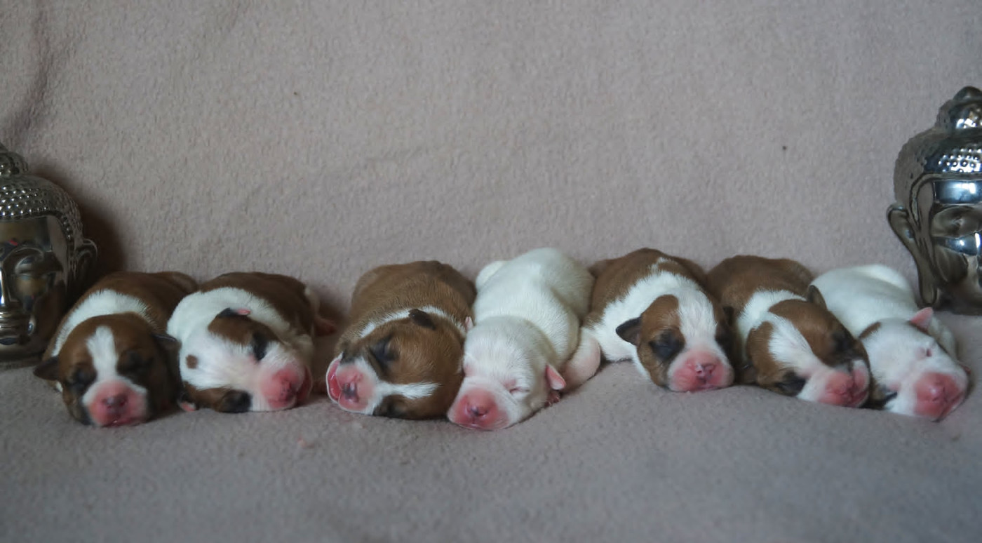 Chiot American Staffordshire Terrier Du Royaume De Tag