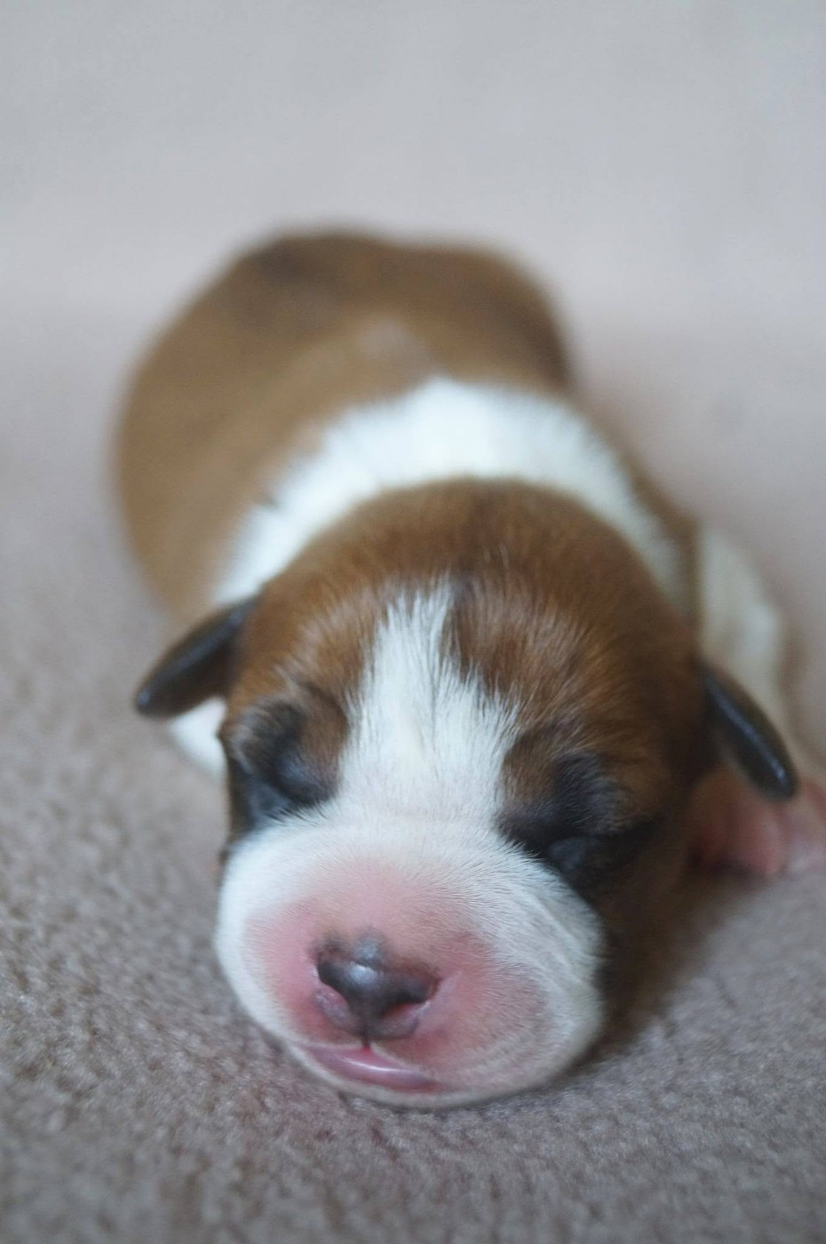 Du Royaume De Tag - Chiots disponibles - American Staffordshire Terrier