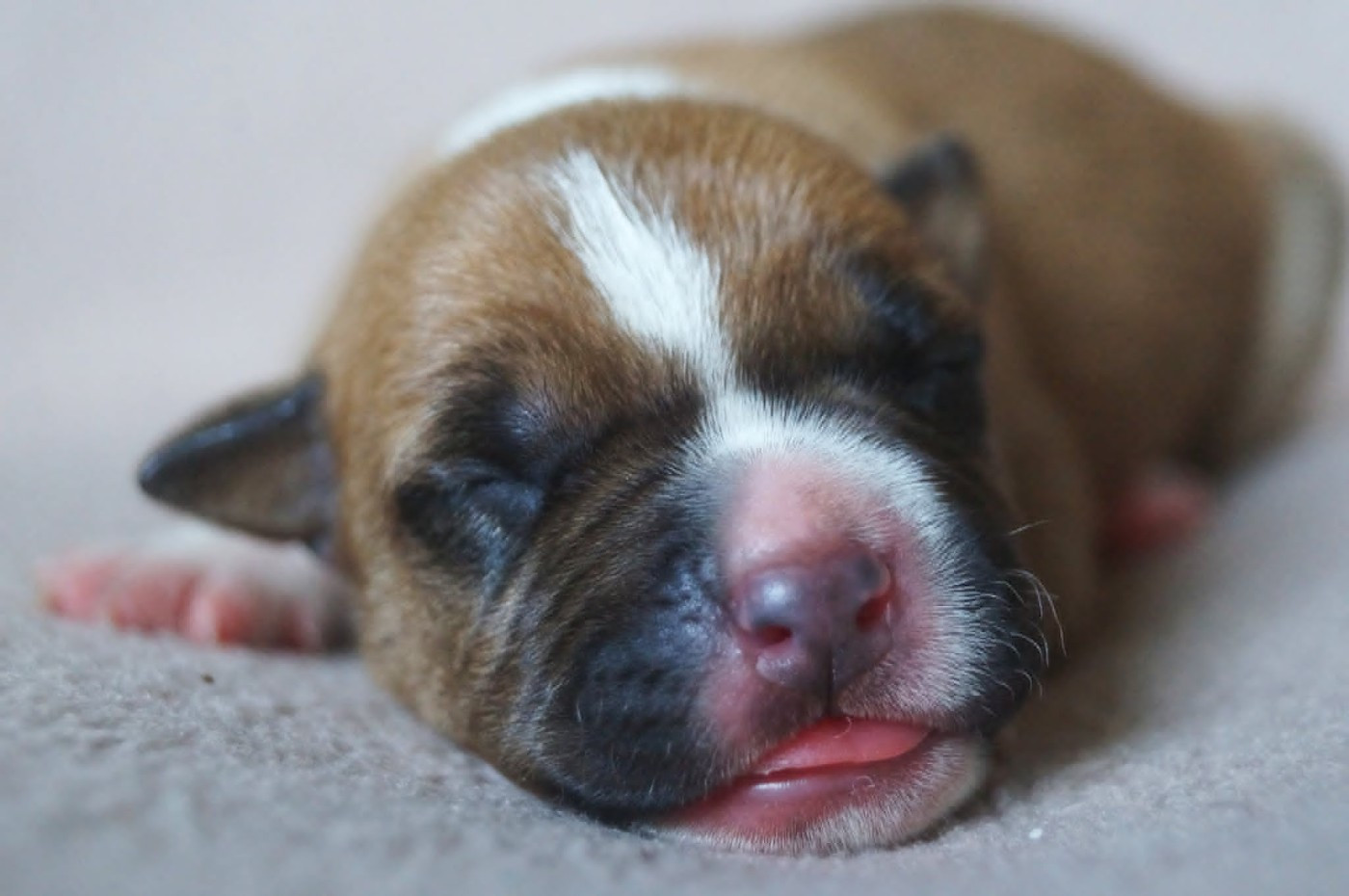 Du Royaume De Tag - Chiots disponibles - American Staffordshire Terrier