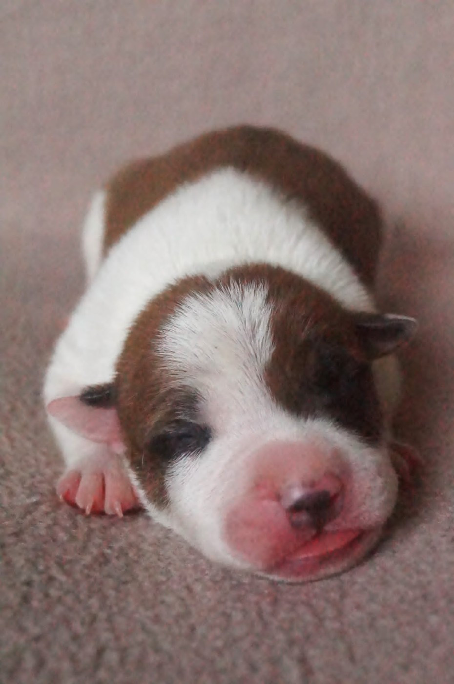 Du Royaume De Tag - Chiots disponibles - American Staffordshire Terrier