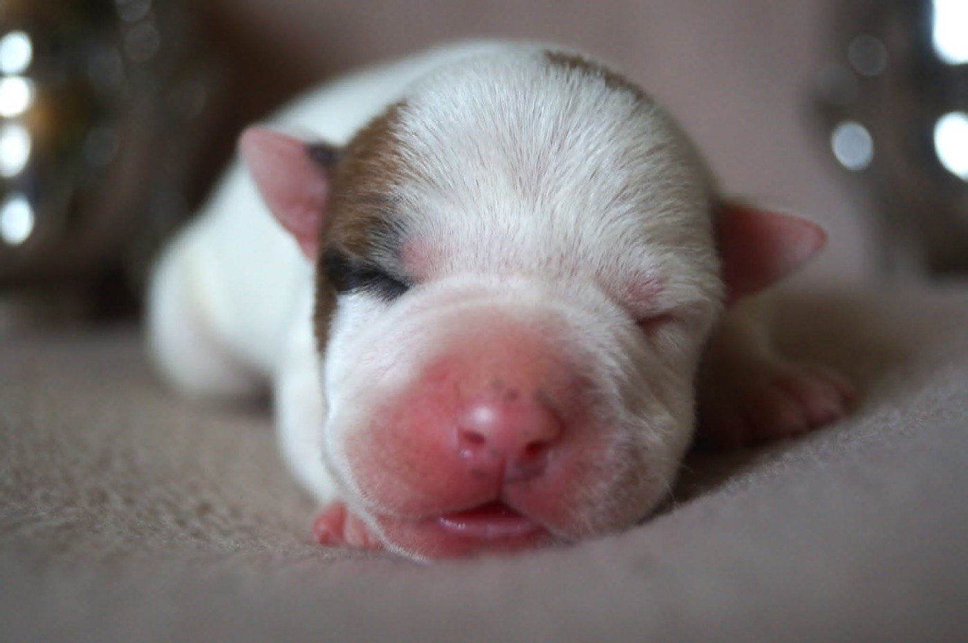 Du Royaume De Tag - Chiots disponibles - American Staffordshire Terrier