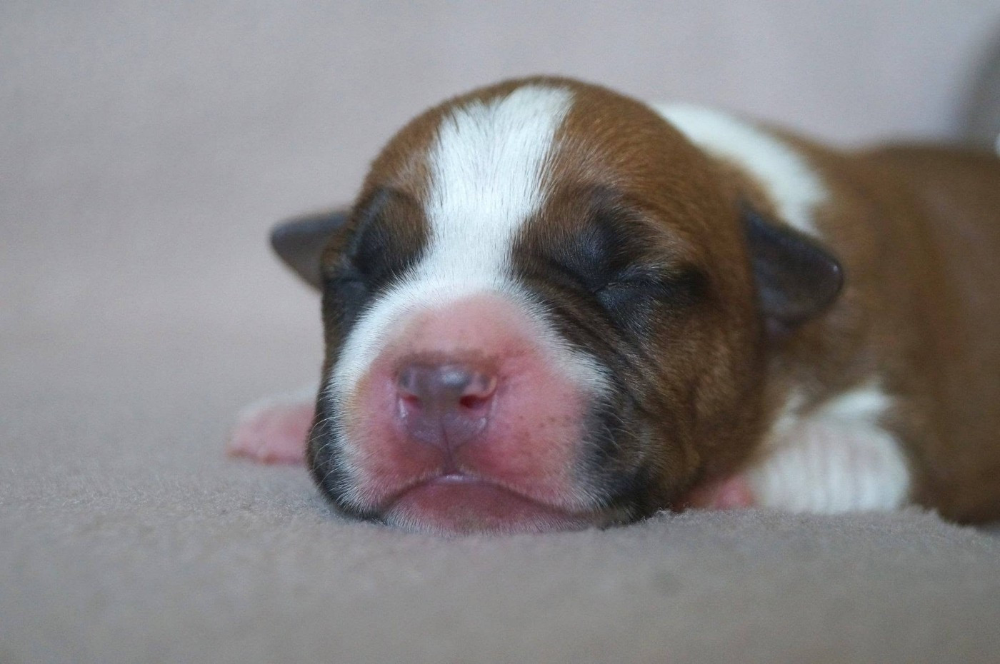Du Royaume De Tag - Chiots disponibles - American Staffordshire Terrier