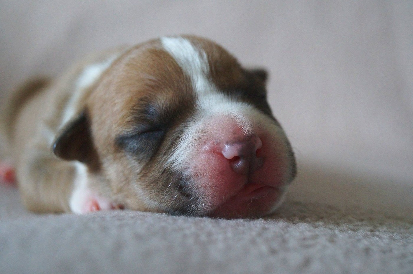 Du Royaume De Tag - Chiots disponibles - American Staffordshire Terrier