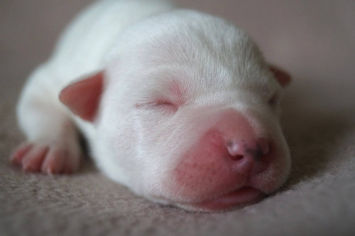 Du Royaume De Tag - Chiots disponibles - American Staffordshire Terrier