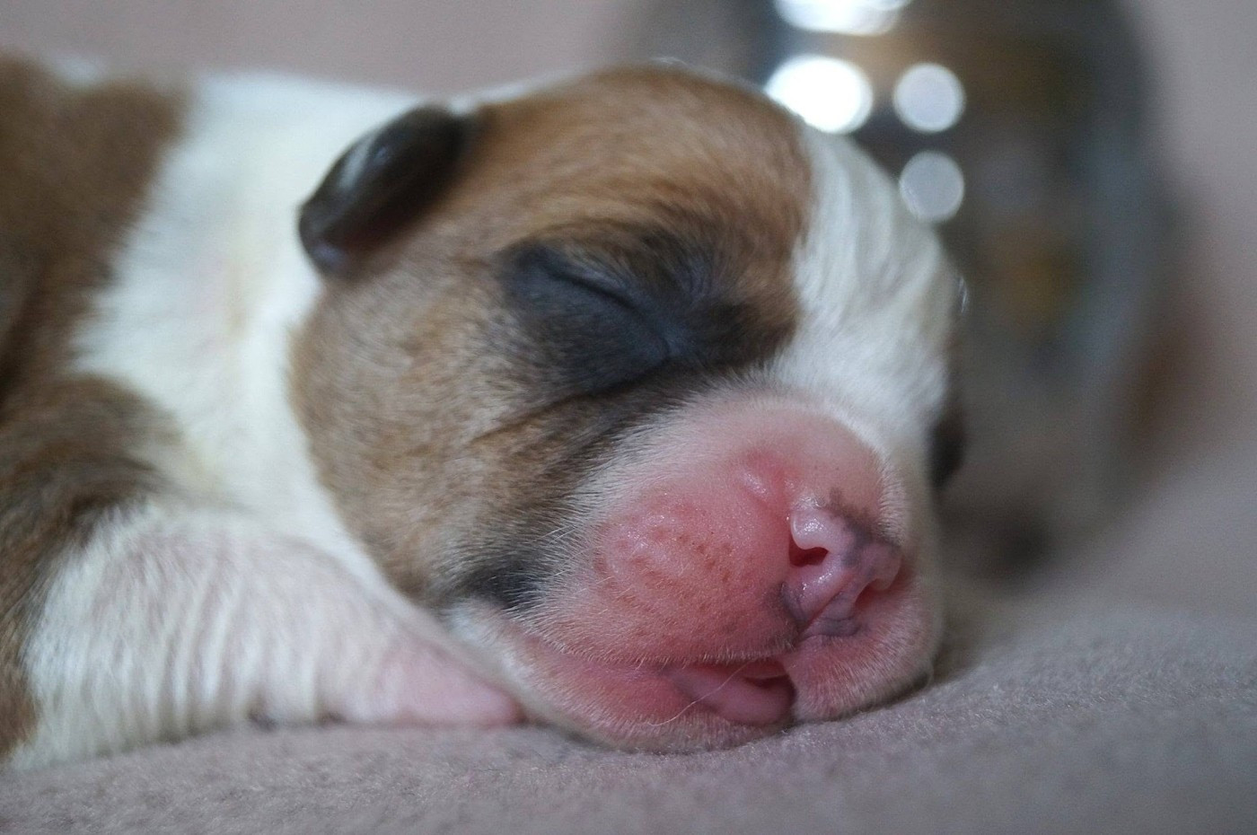 Du Royaume De Tag - Chiots disponibles - American Staffordshire Terrier
