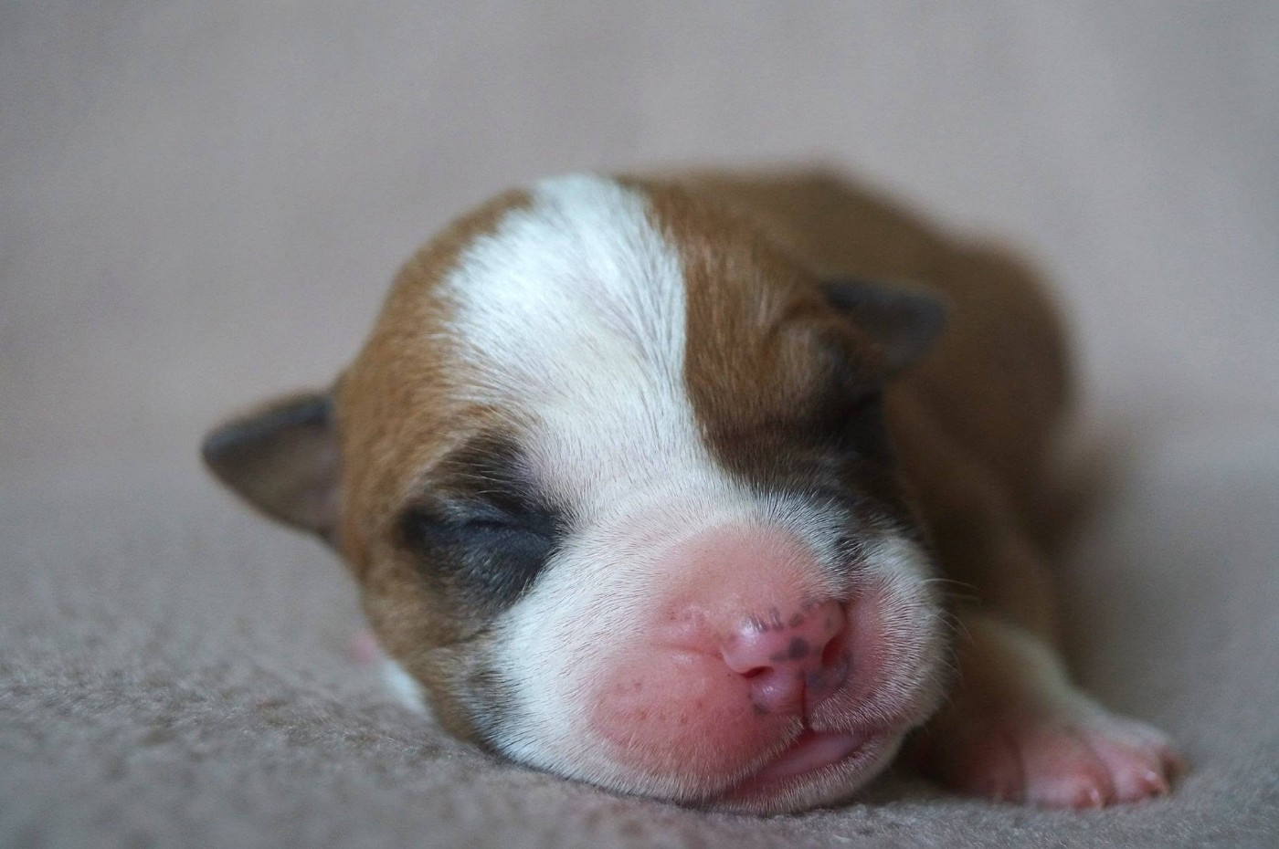 Du Royaume De Tag - Chiots disponibles - American Staffordshire Terrier