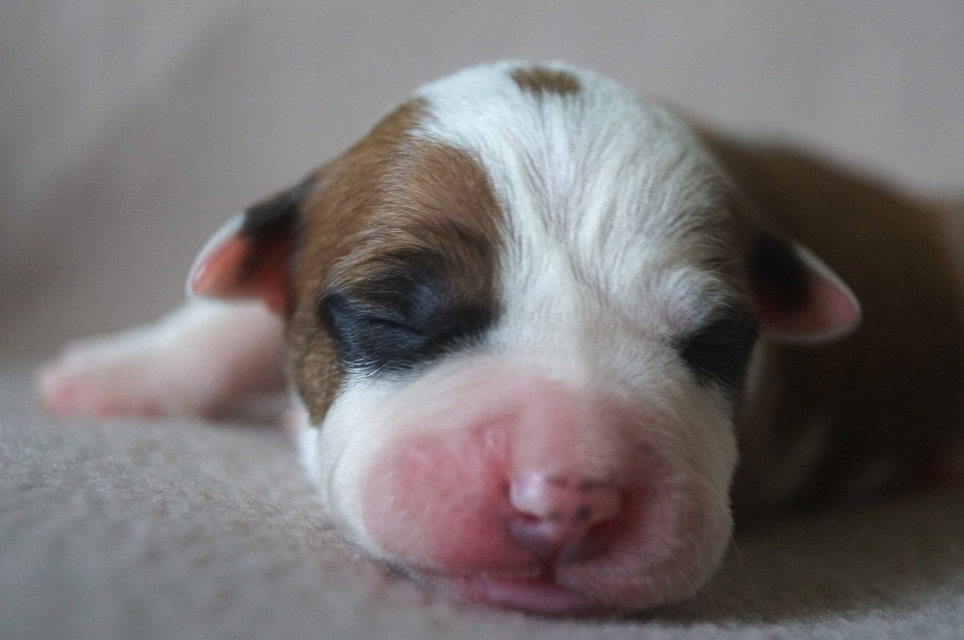 Du Royaume De Tag - Chiots disponibles - American Staffordshire Terrier
