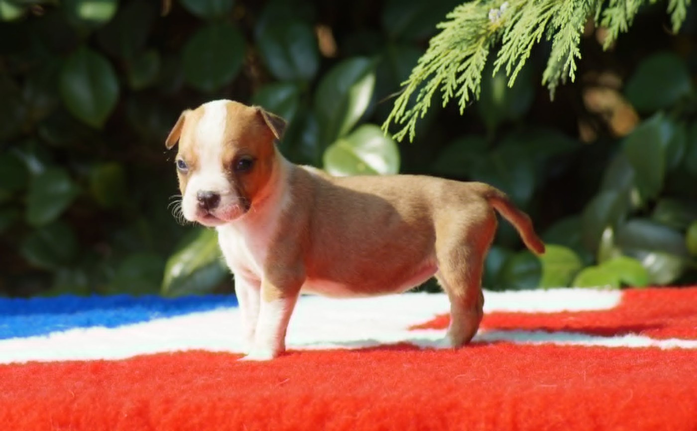 Du Royaume De Tag - Chiots disponibles - American Staffordshire Terrier