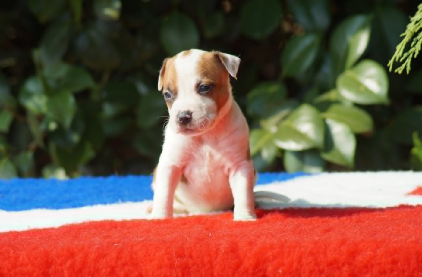 Du Royaume De Tag - Chiots disponibles - American Staffordshire Terrier