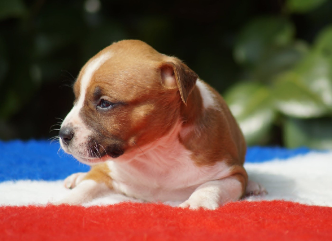Du Royaume De Tag - Chiots disponibles - American Staffordshire Terrier