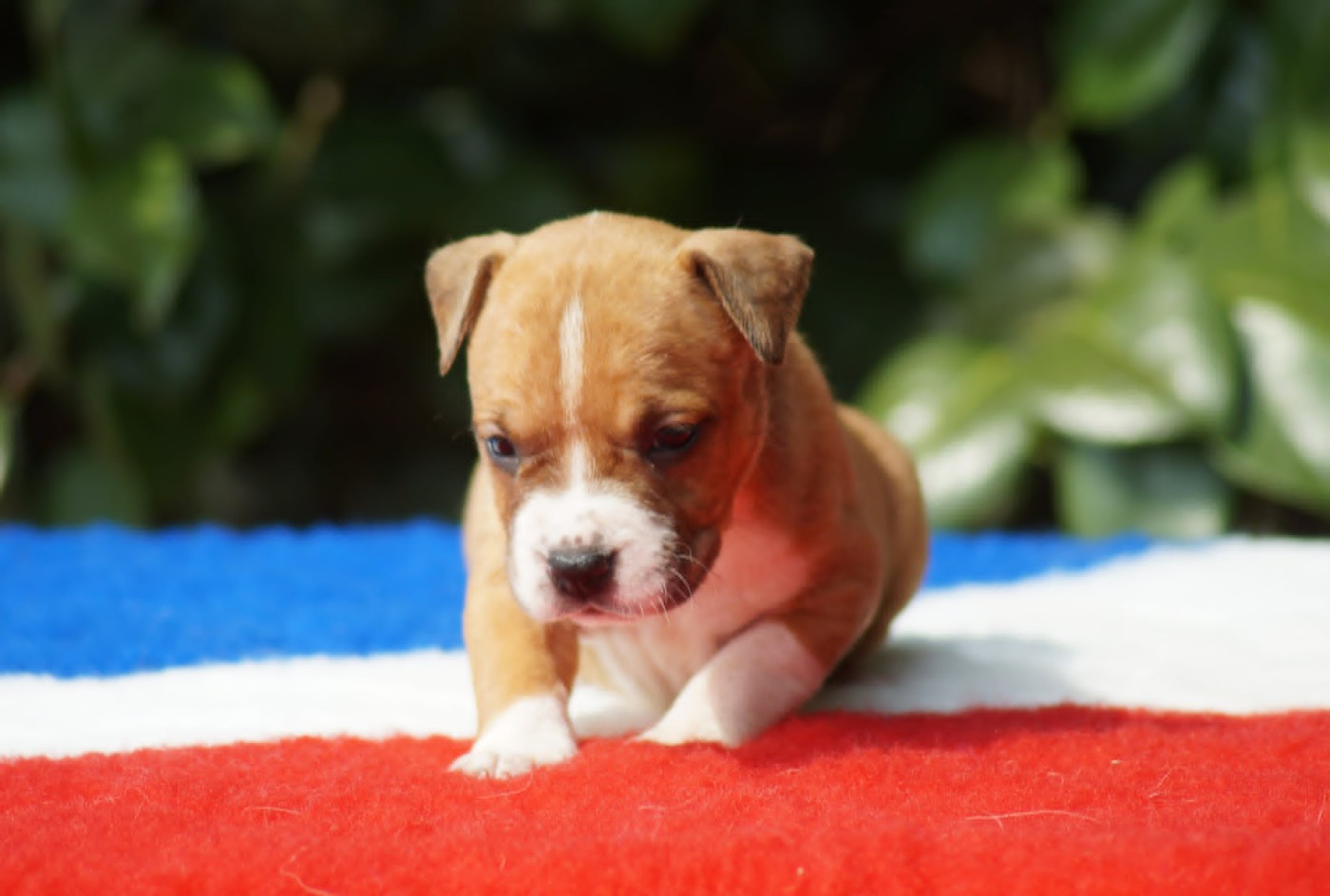 Du Royaume De Tag - Chiots disponibles - American Staffordshire Terrier