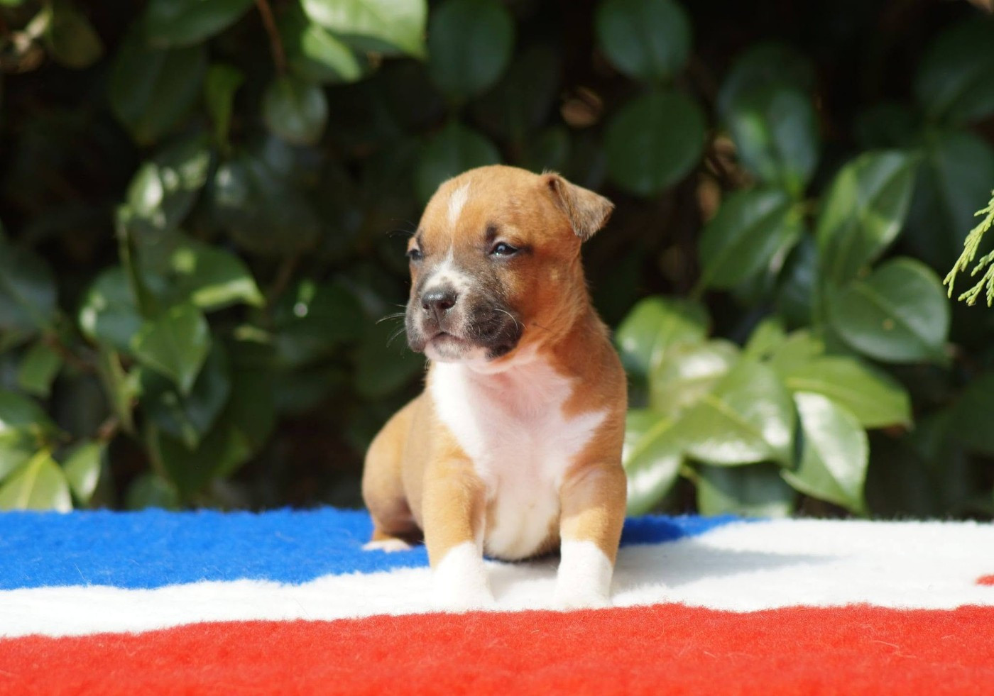 Du Royaume De Tag - Chiots disponibles - American Staffordshire Terrier