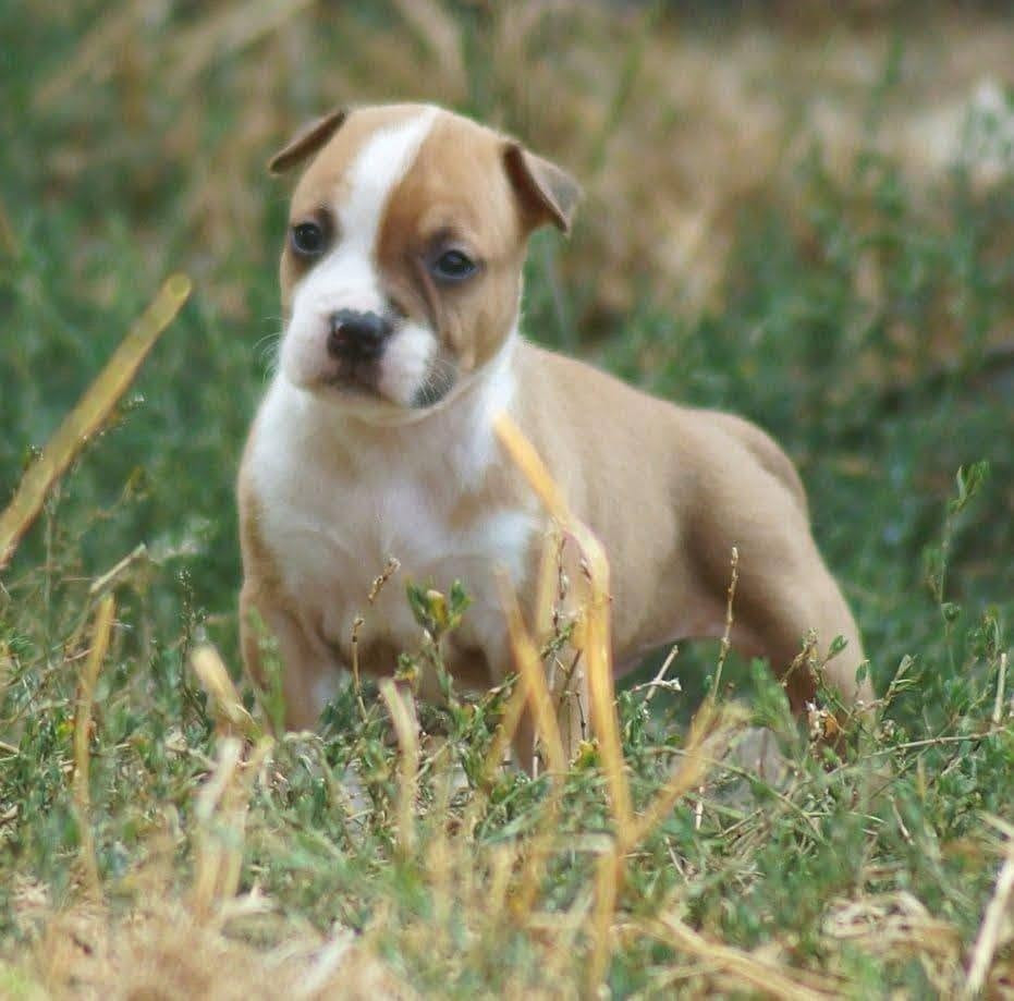 Du Royaume De Tag - Chiots disponibles - American Staffordshire Terrier