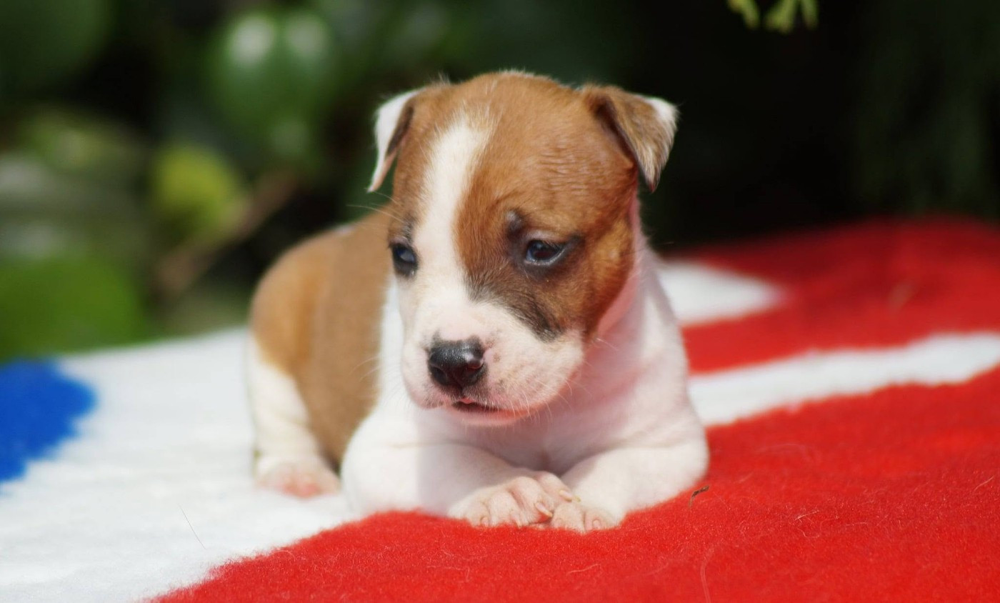 Du Royaume De Tag - Chiots disponibles - American Staffordshire Terrier