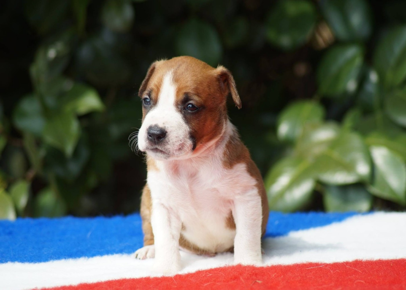 Du Royaume De Tag - Chiots disponibles - American Staffordshire Terrier
