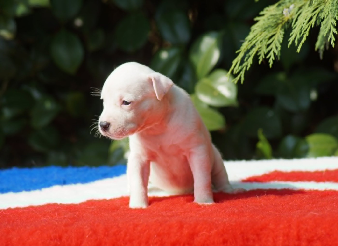 Du Royaume De Tag - Chiots disponibles - American Staffordshire Terrier