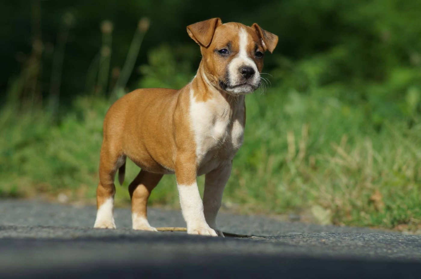 Du Royaume De Tag - Chiots disponibles - American Staffordshire Terrier