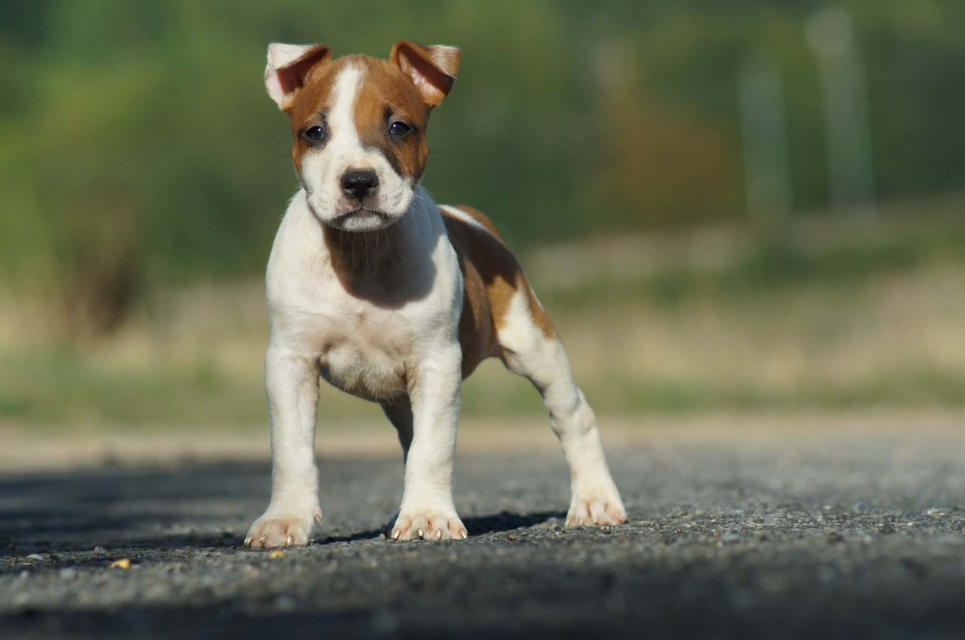 Du Royaume De Tag - Chiots disponibles - American Staffordshire Terrier