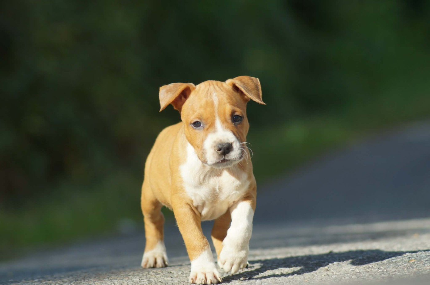 Du Royaume De Tag - Chiots disponibles - American Staffordshire Terrier