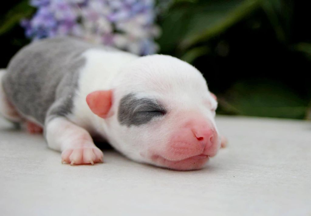 Du Royaume De Tag - Chiots disponibles - American Staffordshire Terrier