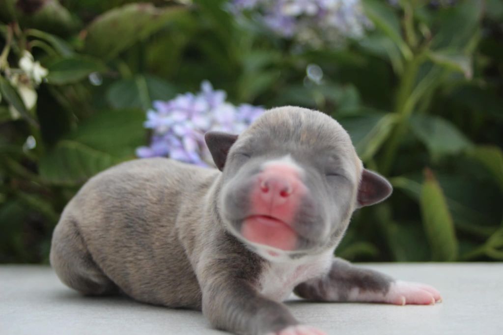 Du Royaume De Tag - Chiots disponibles - American Staffordshire Terrier