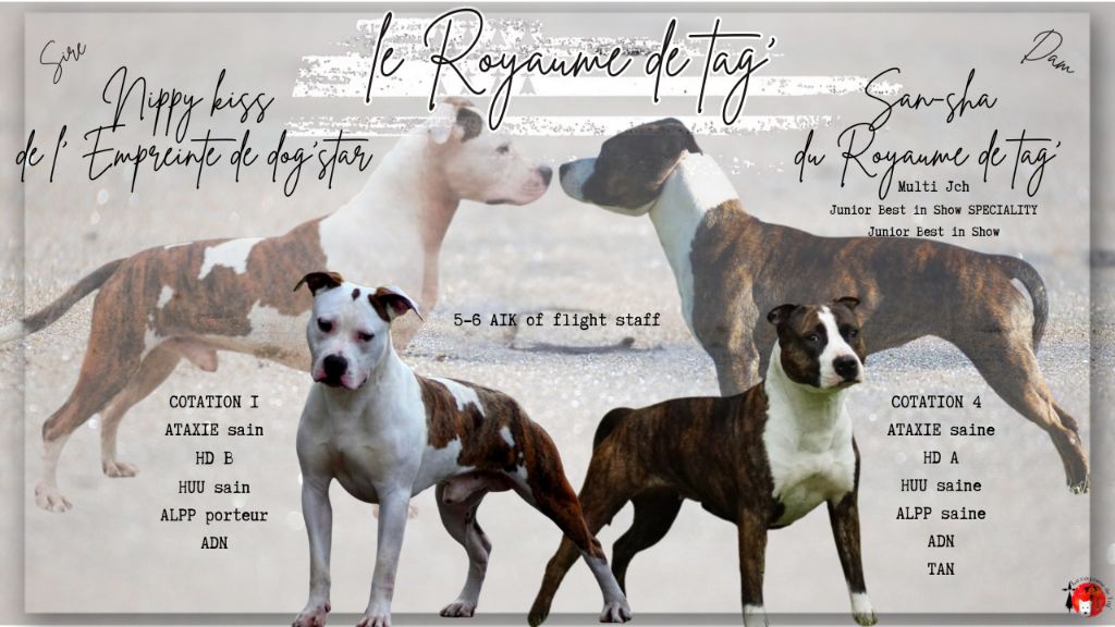 Du Royaume De Tag - American Staffordshire Terrier - Portée née le 27/07/2025