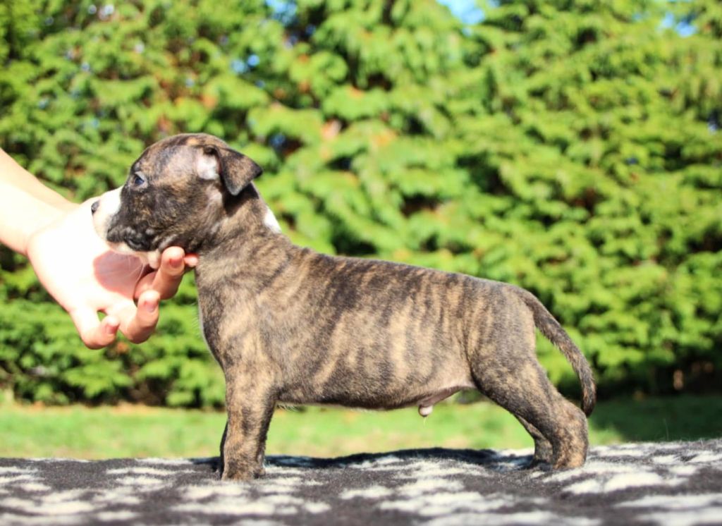 Du Royaume De Tag - Chiots disponibles - American Staffordshire Terrier