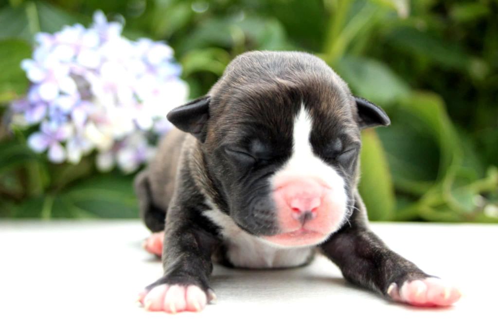Du Royaume De Tag - Chiots disponibles - American Staffordshire Terrier
