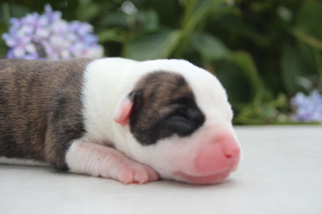 Du Royaume De Tag - Chiots disponibles - American Staffordshire Terrier