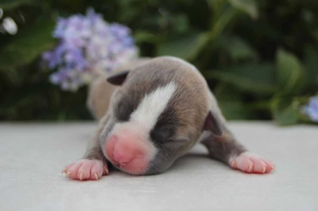 Du Royaume De Tag - Chiots disponibles - American Staffordshire Terrier