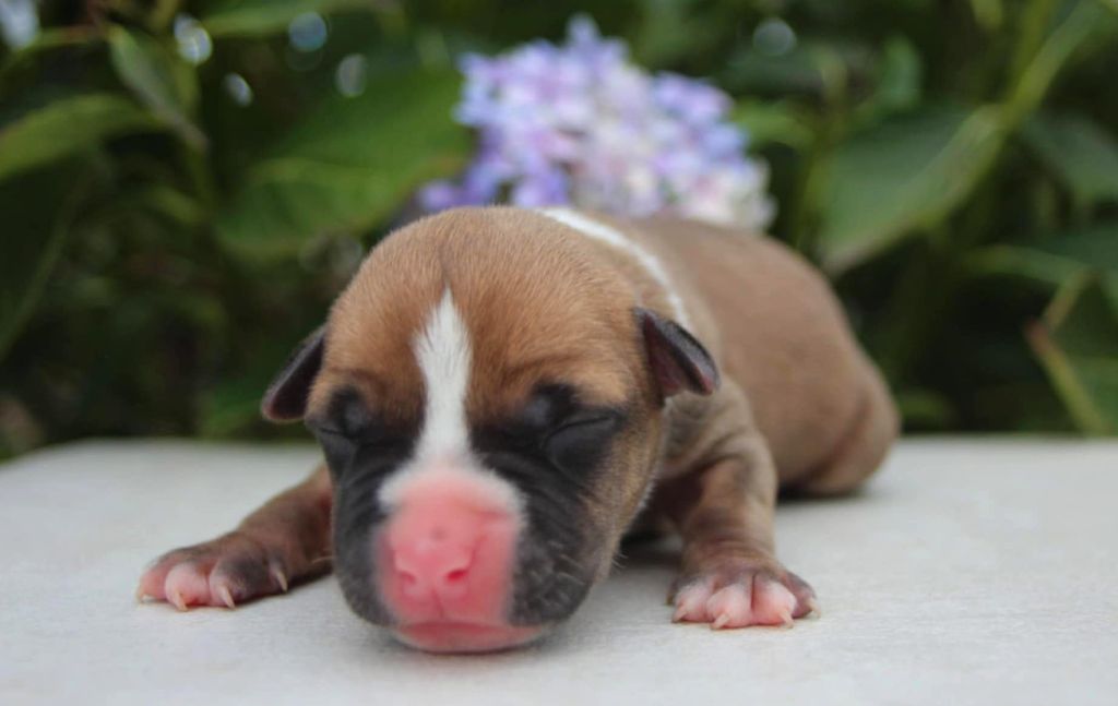 Du Royaume De Tag - Chiots disponibles - American Staffordshire Terrier