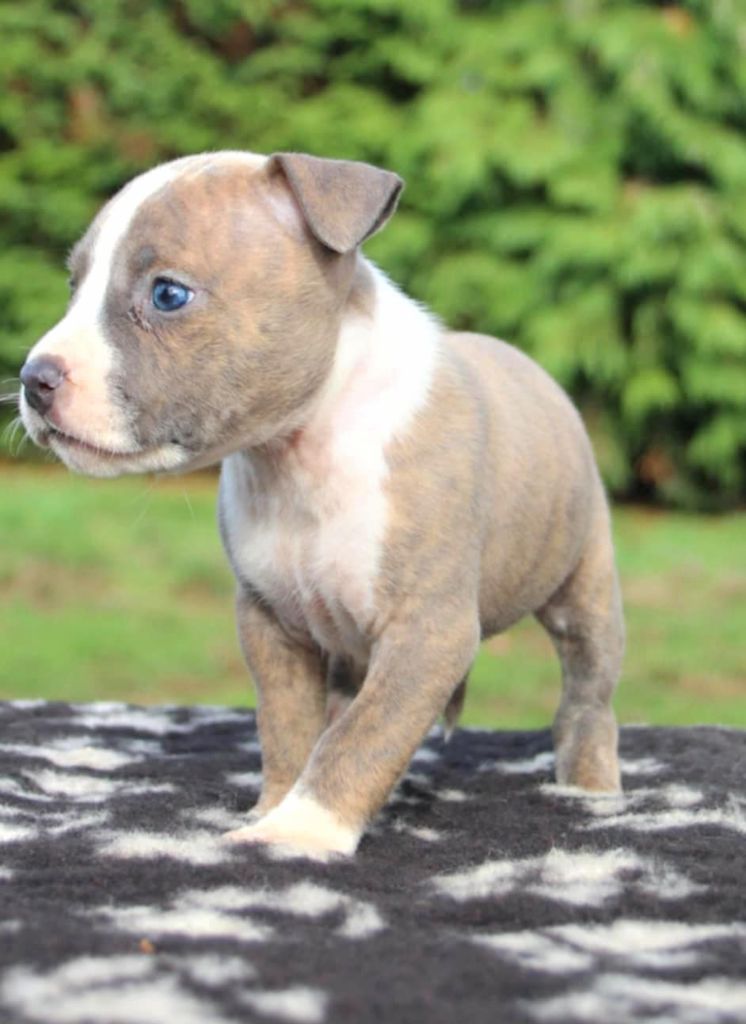 Du Royaume De Tag - Chiots disponibles - American Staffordshire Terrier