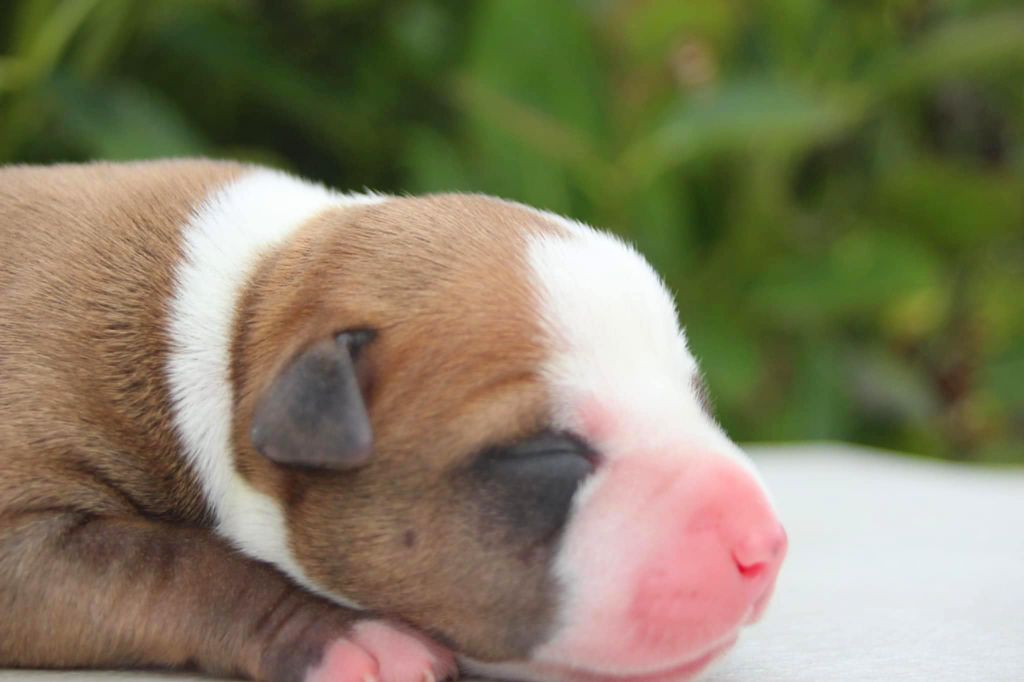 Du Royaume De Tag - Chiots disponibles - American Staffordshire Terrier